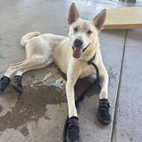 Thumbnail photo of Chowder #4