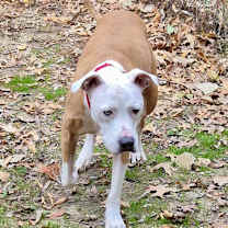 Thumbnail photo of PJ #4