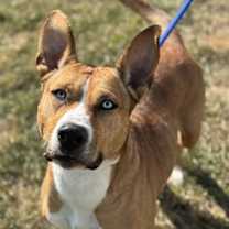 Thumbnail photo of Shira #4