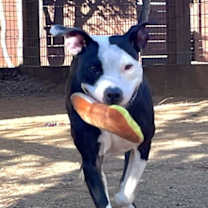 Thumbnail photo of Alice #1