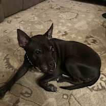 Thumbnail photo of Shilo #1