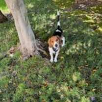 Thumbnail photo of Archie #4