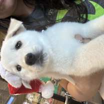 Thumbnail photo of Merry #2