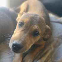 Thumbnail photo of Nico #2