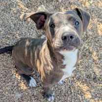 Thumbnail photo of Rigby #3