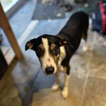 Thumbnail photo of David #1