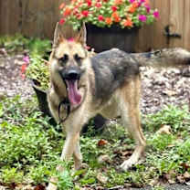 Thumbnail photo of Bosco #2