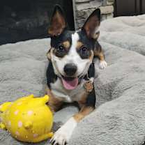 Thumbnail photo of Zagjhe #1