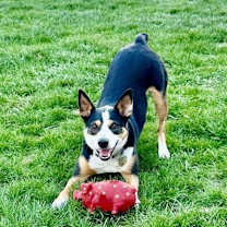 Thumbnail photo of Zagjhe #3