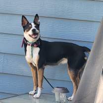 Thumbnail photo of Zagjhe #4