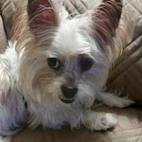 Thumbnail photo of Biscuit #4