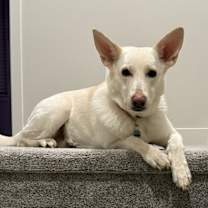 Thumbnail photo of Ivory #3