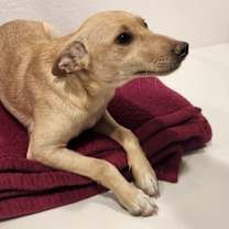 Thumbnail photo of Sachi #2