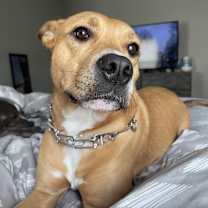 Thumbnail photo of Athena #1