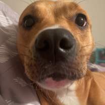 Thumbnail photo of Athena #3