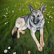 Thumbnail photo of GRACIE #2