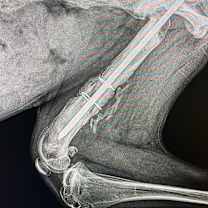 Thumbnail photo of GRACIE #3