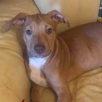 Thumbnail photo of Vanilla  #1