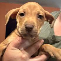 Thumbnail photo of Vanilla  #2