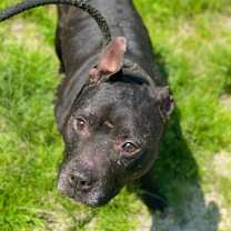 Thumbnail photo of Jetta #3