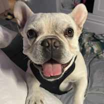 Thumbnail photo of Joey #2