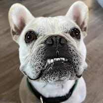 Thumbnail photo of Joey #1