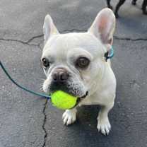 Thumbnail photo of Joey #4