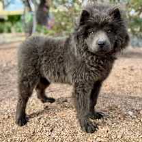 Thumbnail photo of Costello #1