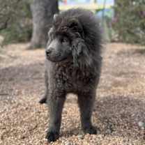 Thumbnail photo of Costello #3