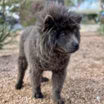 Thumbnail photo of Costello #4