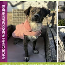 Thumbnail photo of Ruby Rose #1