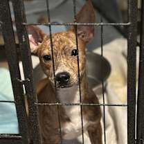 Thumbnail photo of Dos #1