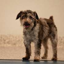 Thumbnail photo of Gus (JN25-410) #3