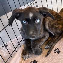 Thumbnail photo of X-Biscotti #1