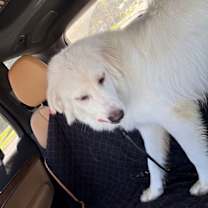 Thumbnail photo of Albus 1433 #3