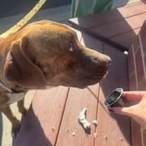 Thumbnail photo of Chungus #3