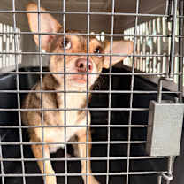 Thumbnail photo of Milo  #2