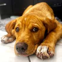 Thumbnail photo of Nugget #1