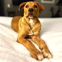 Thumbnail photo of Nugget #2