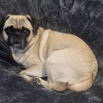 Thumbnail photo of KoKo #4