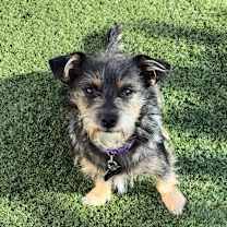 Thumbnail photo of Carter #1