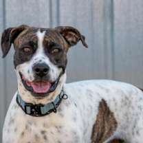 Thumbnail photo of F25 FC 1411 Moonshine #1