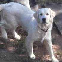 Thumbnail photo of Daisy #7327- Nicholasville #2