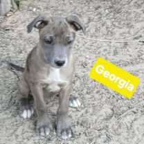 Thumbnail photo of Georgia #1