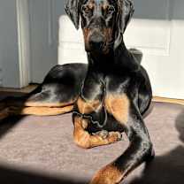 Thumbnail photo of *Chipa #1