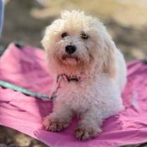 Thumbnail photo of Giggy #1