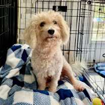 Thumbnail photo of Giggy #2