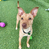 Thumbnail photo of Silas #1