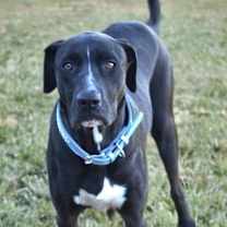 Thumbnail photo of Louie #1