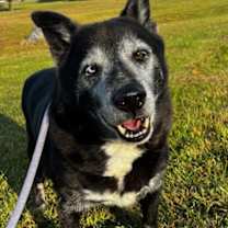 Thumbnail photo of Onyx #1